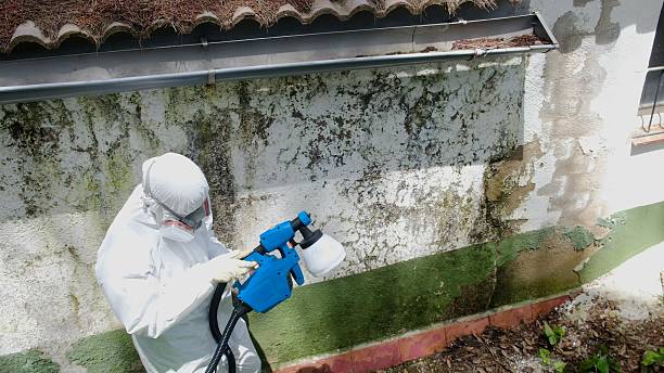 Top rated local Mold Remediation specialists in Occoquan, VA